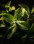Shop 100% original Salaar Attar online in Pakistan by Jabeen’s – bold long-lasting Arabic fragrance with oud, musk & amber. Order now with easy returns. 9